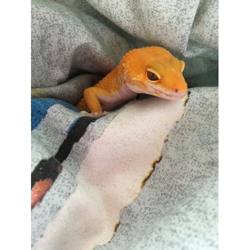 Baby Gecko for sale