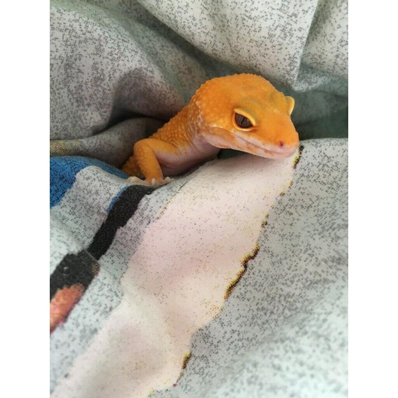 Baby Gecko for sale