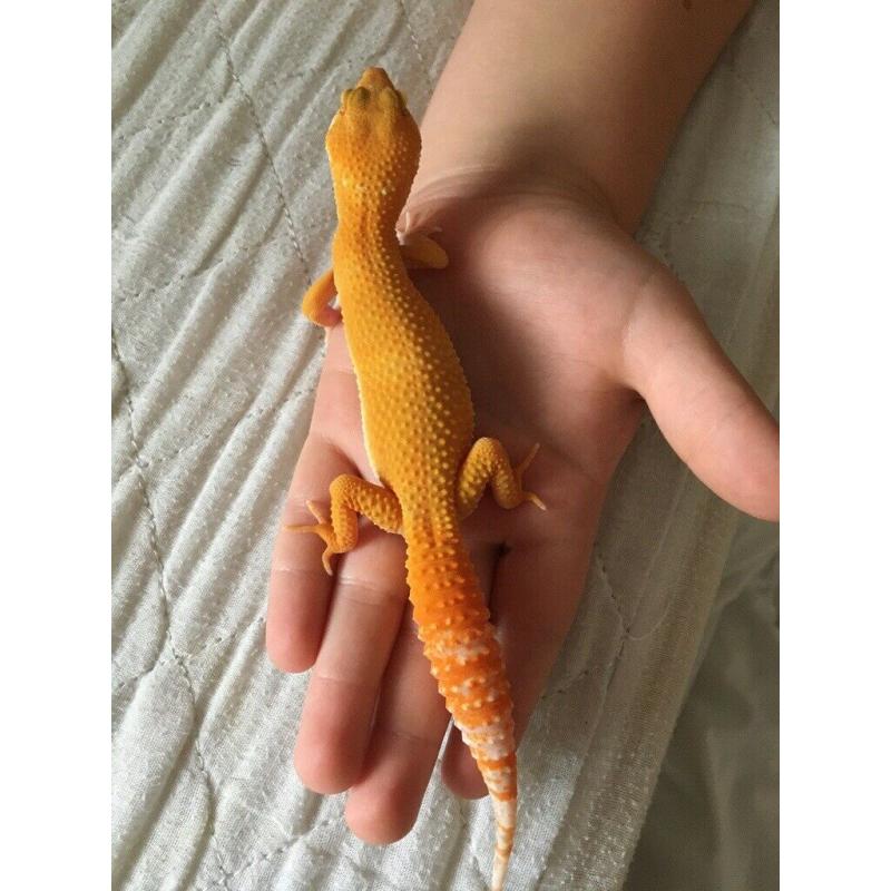 Baby Gecko for sale