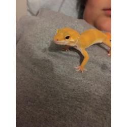 Baby Gecko for sale