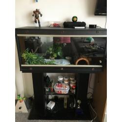 Baby Gecko for sale