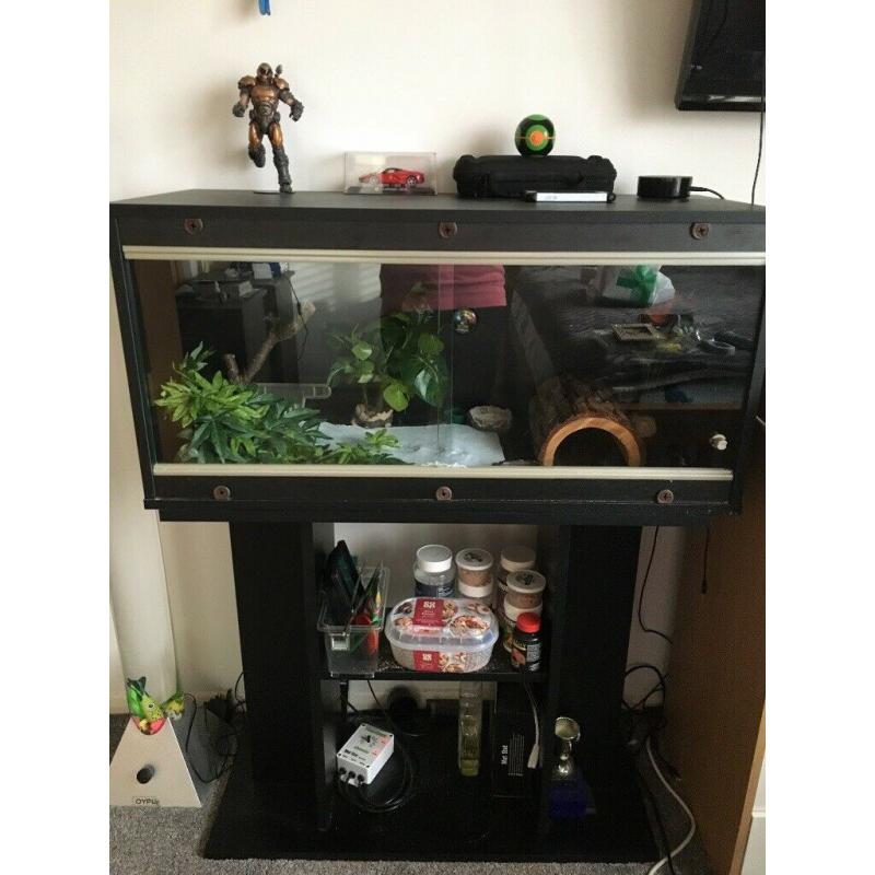 Baby Gecko for sale