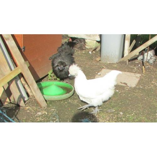 Silkie cockerels