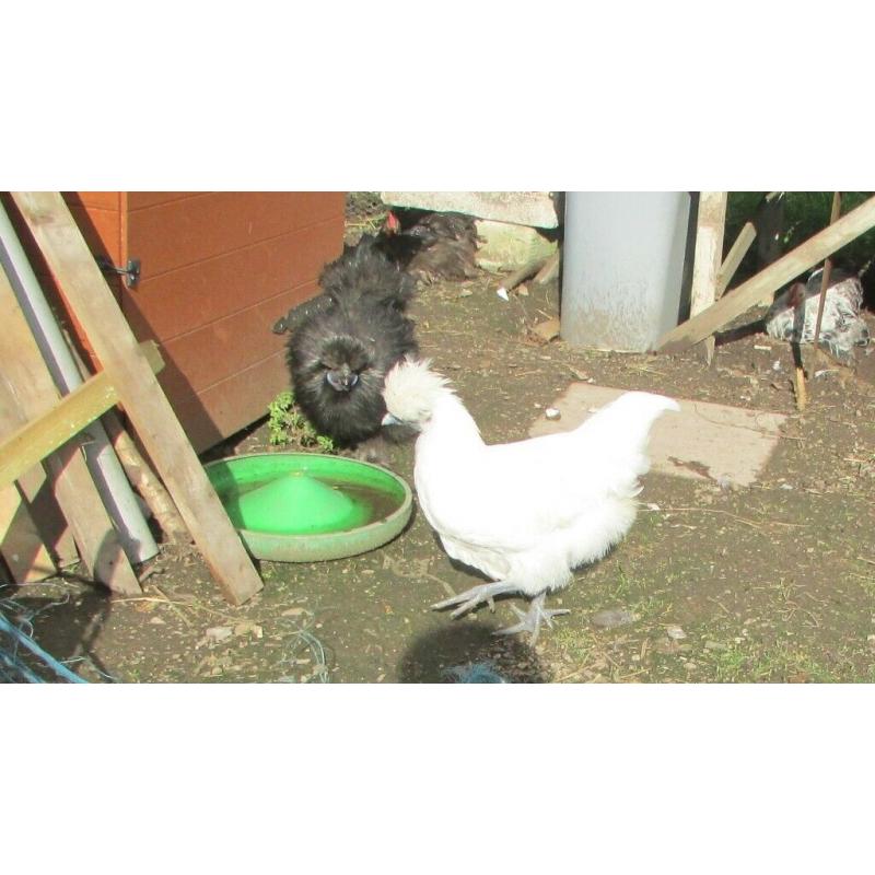 Silkie cockerels