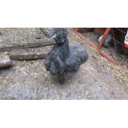 Silkie cockerels