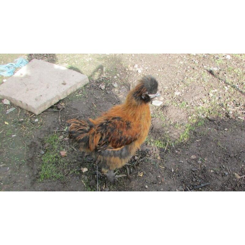 Silkie cockerels