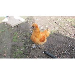 Silkie cockerels