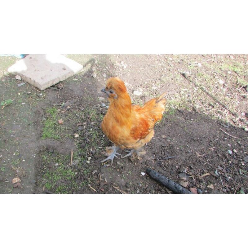 Silkie cockerels