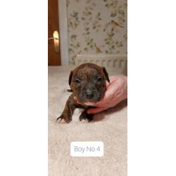 beautiful staffy pups for sale