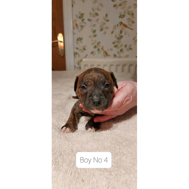 beautiful staffy pups for sale