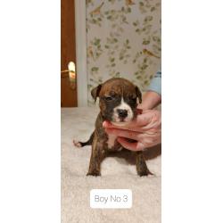 beautiful staffy pups for sale