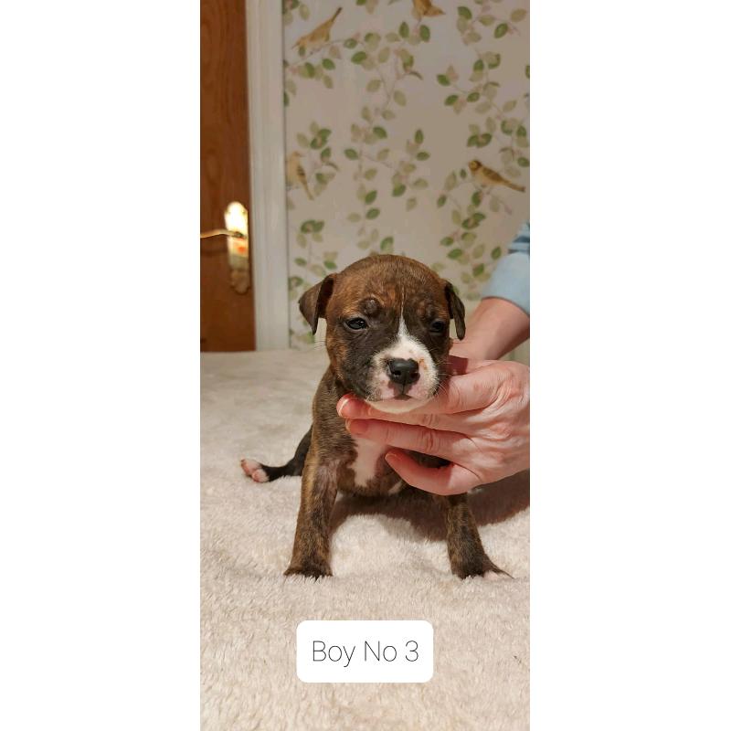beautiful staffy pups for sale