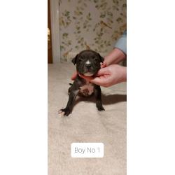 beautiful staffy pups for sale