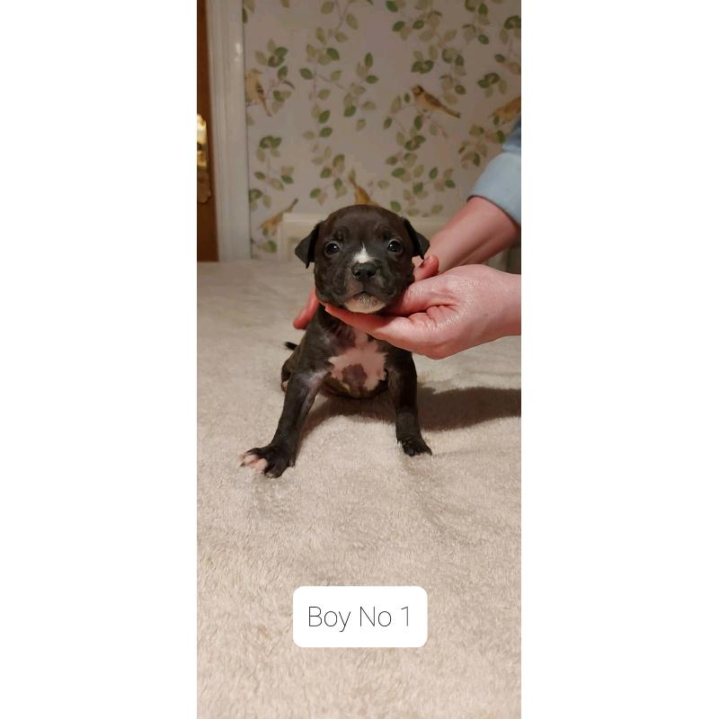beautiful staffy pups for sale