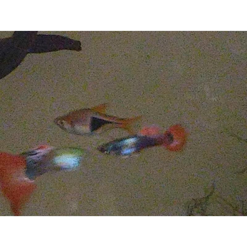X10 baby guppie fish
