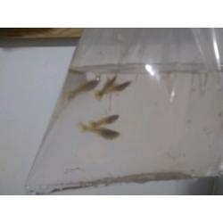 X10 baby guppie fish