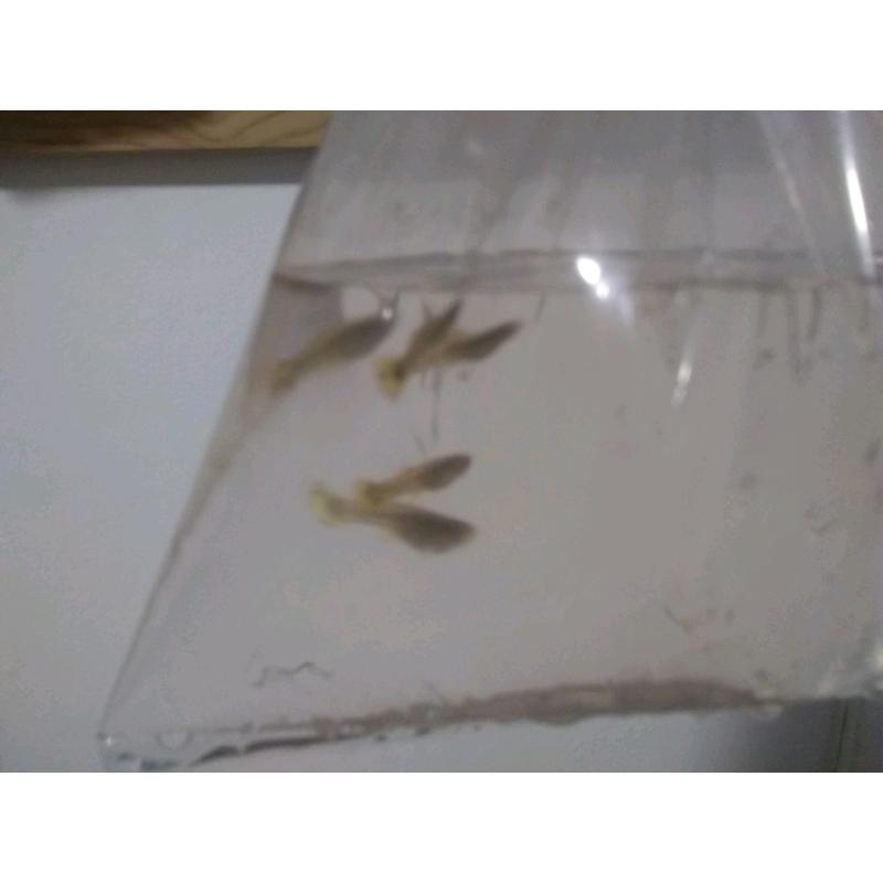 X10 baby guppie fish