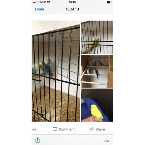 Budgies (babies)