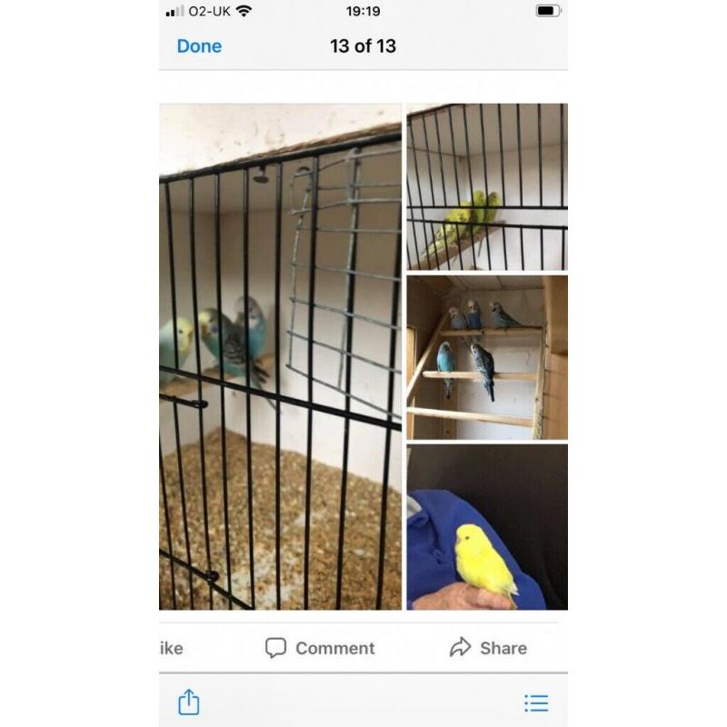 Budgies (babies)