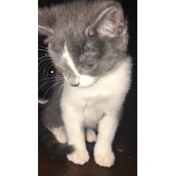 kittens