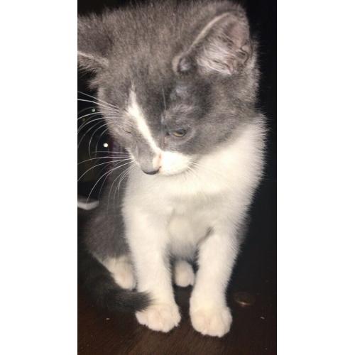 kittens
