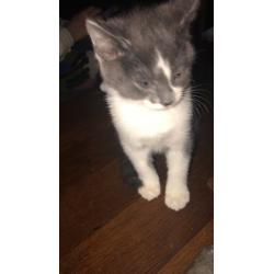 kittens