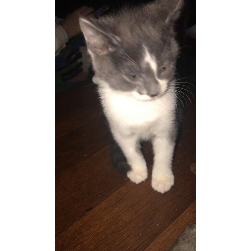 kittens