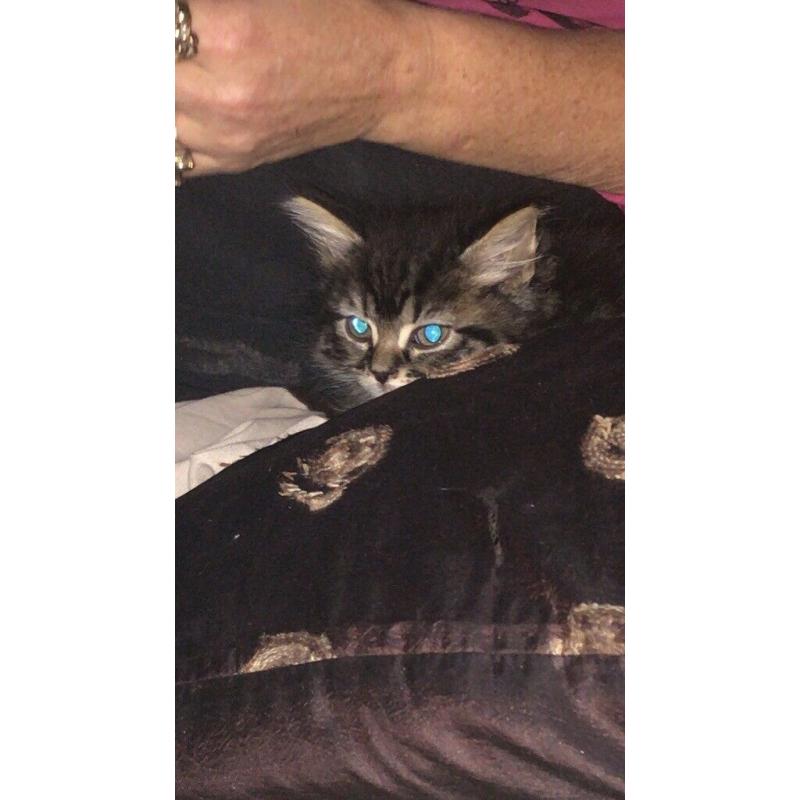 kittens
