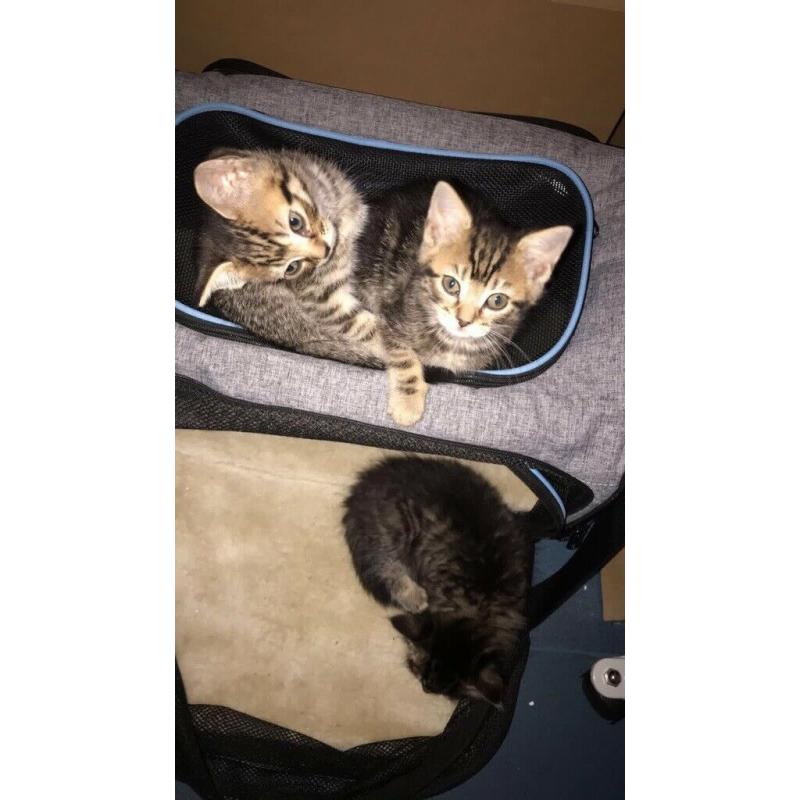 kittens
