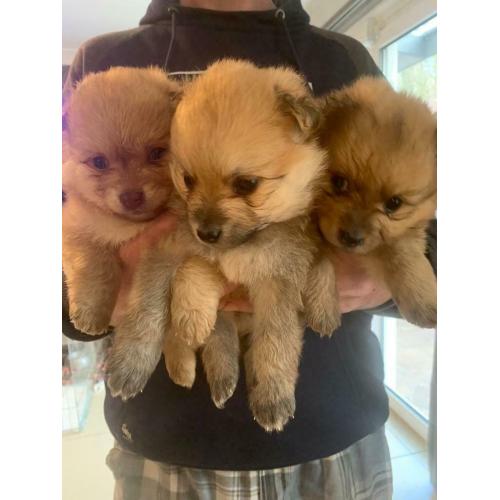 Pomeranian