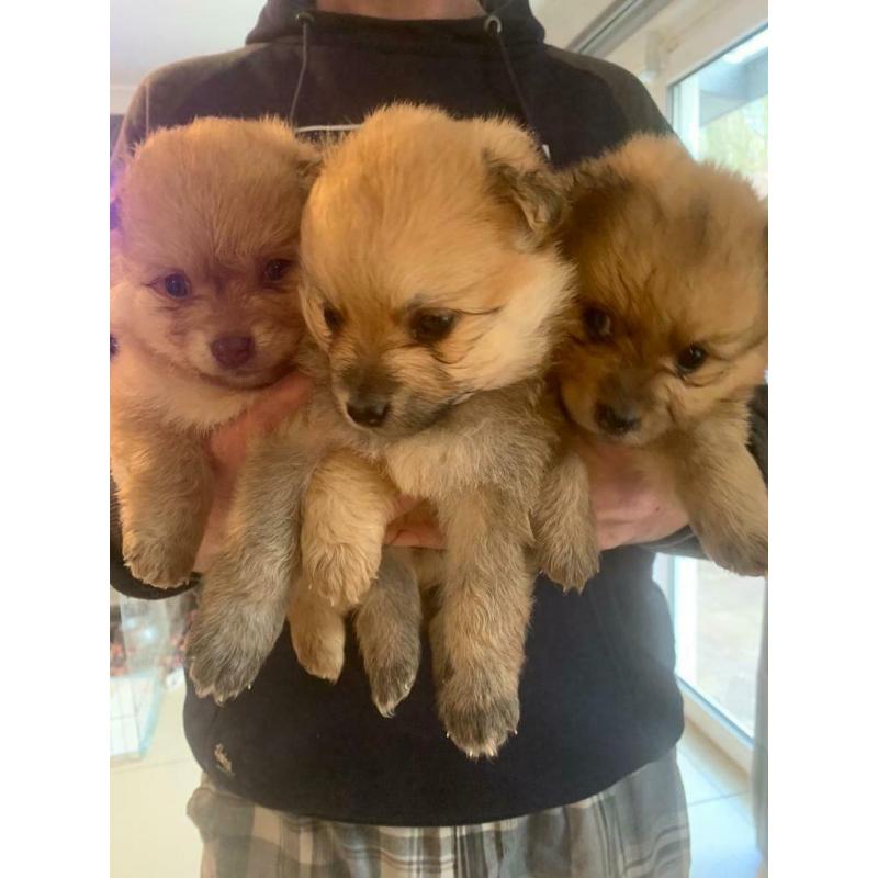 Pomeranian