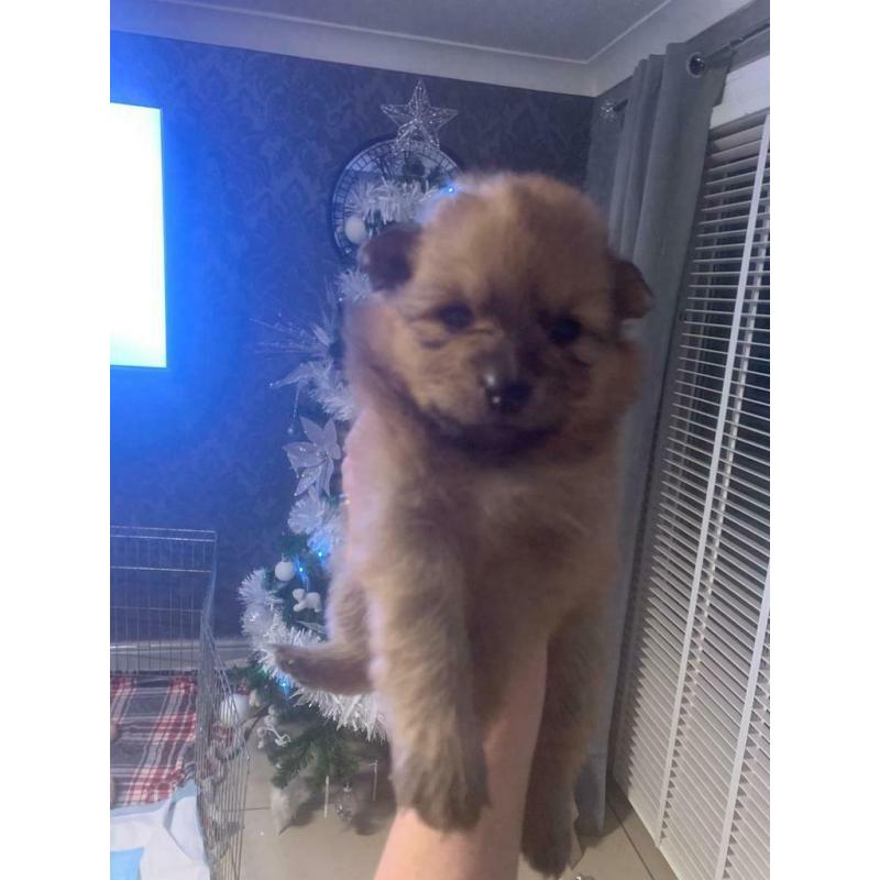 Pomeranian