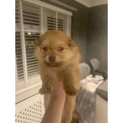 Pomeranian