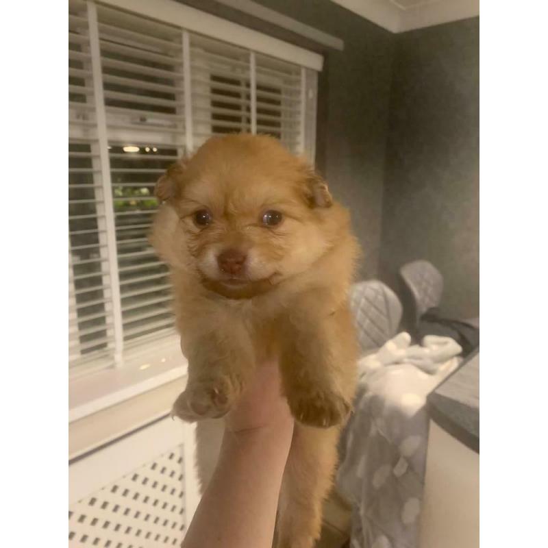 Pomeranian