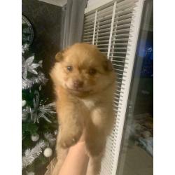 Pomeranian