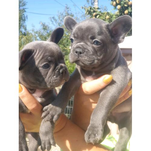 Beautifull french bulldog