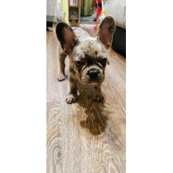 Beautifull french bulldog