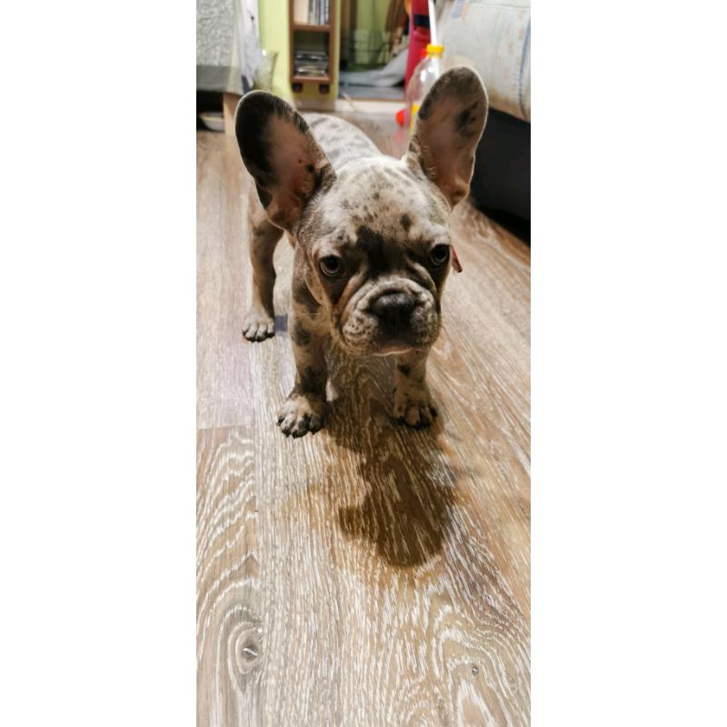 Beautifull french bulldog