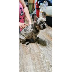 Beautifull french bulldog