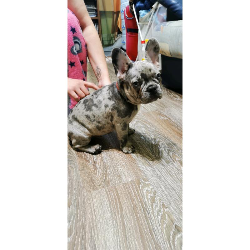 Beautifull french bulldog