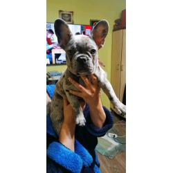 Beautifull french bulldog