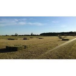 Small bale hay