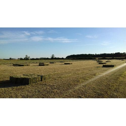 Small bale hay