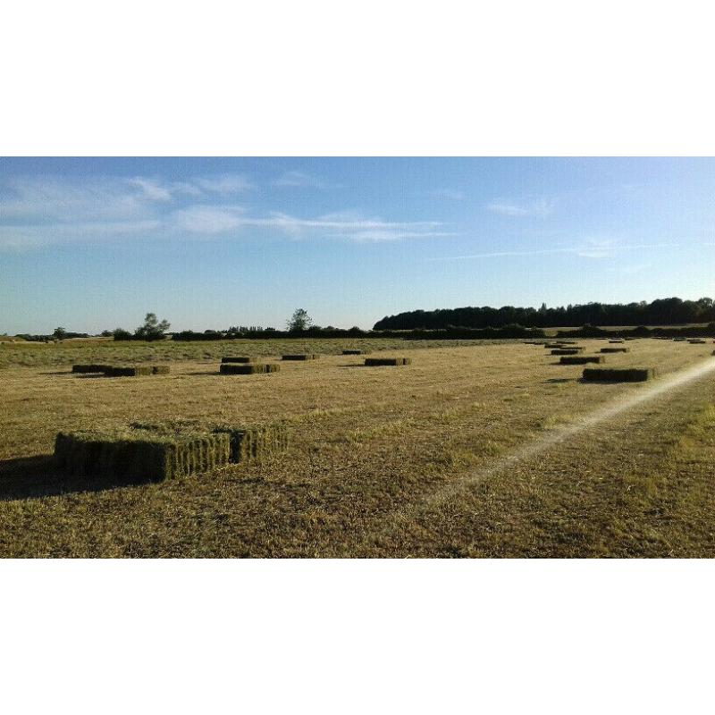 Small bale hay