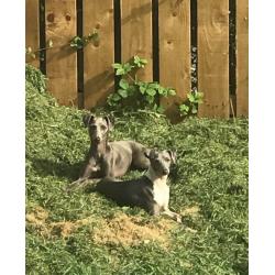 Italian greyhound
