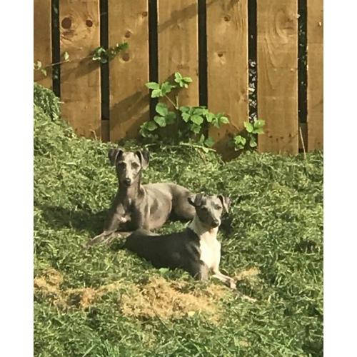 Italian greyhound