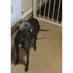 Italian greyhound