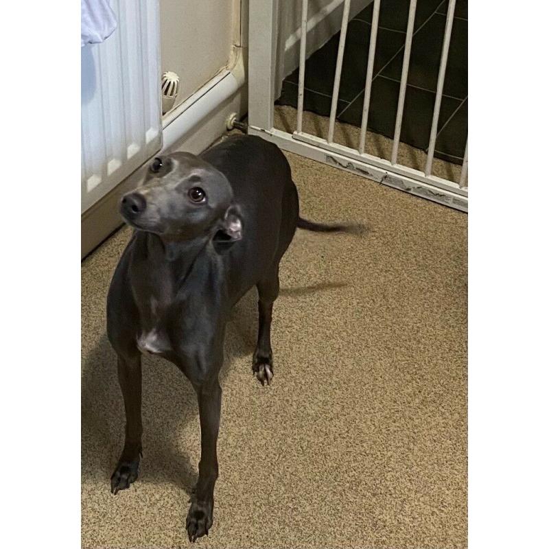 Italian greyhound