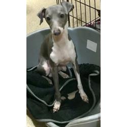 Italian greyhound