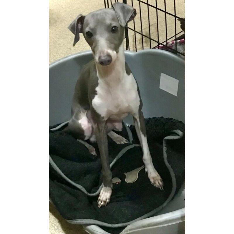 Italian greyhound